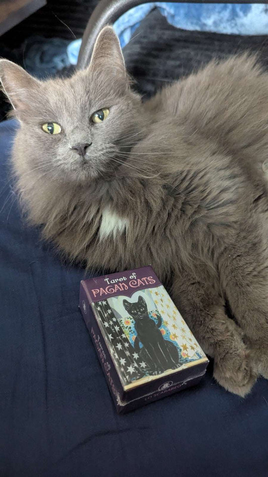 Pagan Cats Mini Tarot Card Deck | Crystal Arborist