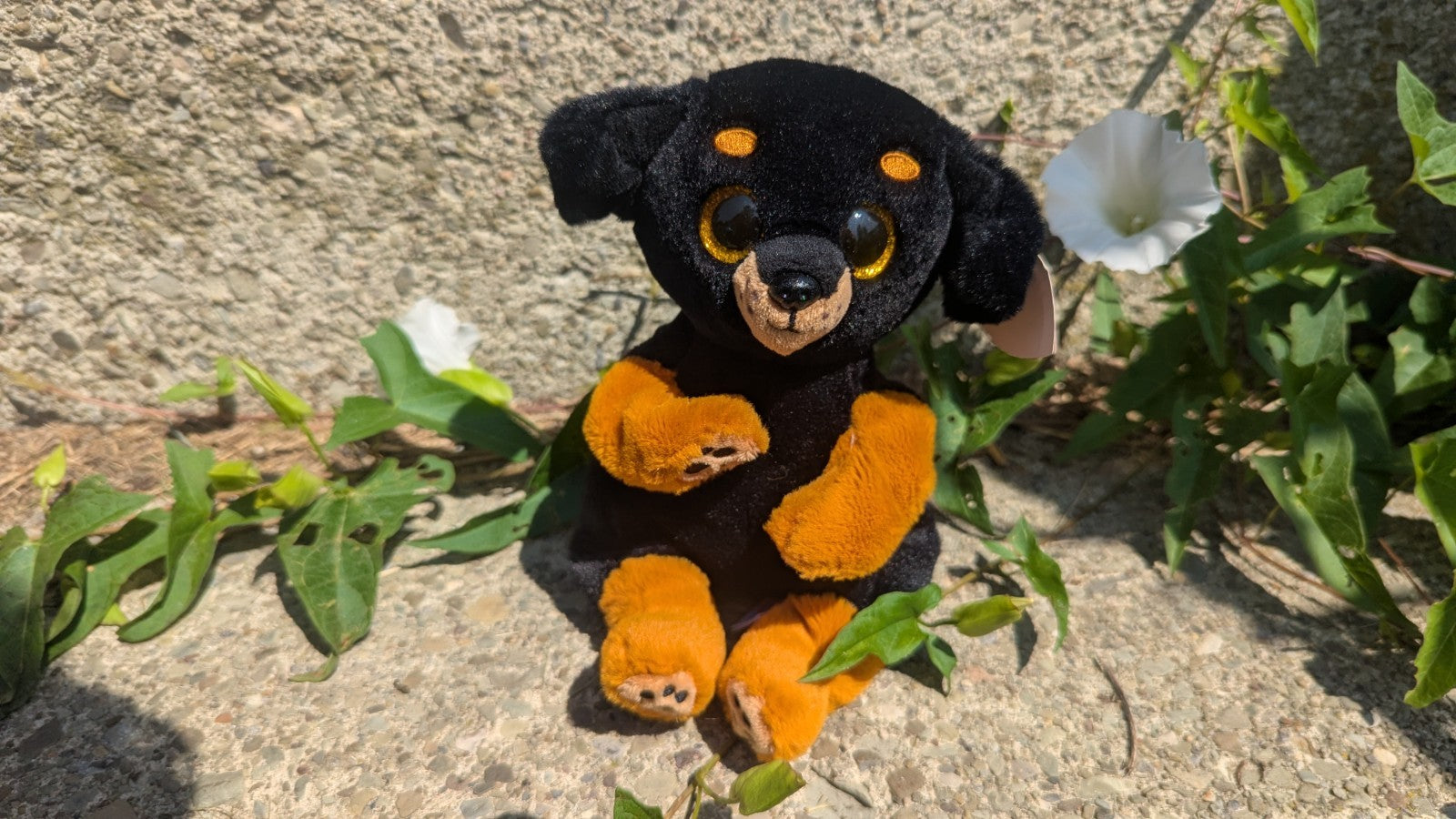 Randi, Teenie Beanie Baby, Beanie Belly Plush Dog, Adorable 
